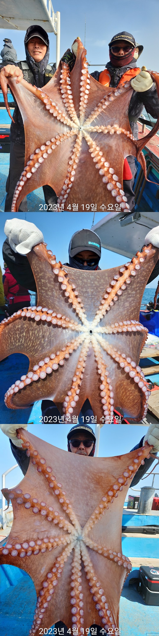 21인승 비너스호 대왕문어조황