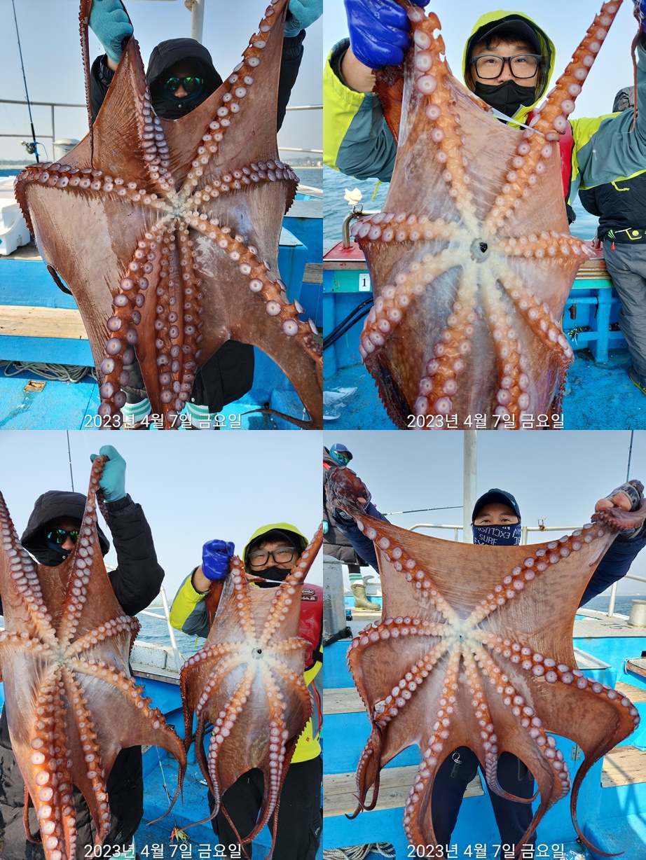 21인승 비너스호 대왕문어조황