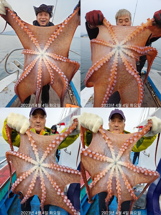 21인승 비너스호 대왕문어조황  4/4