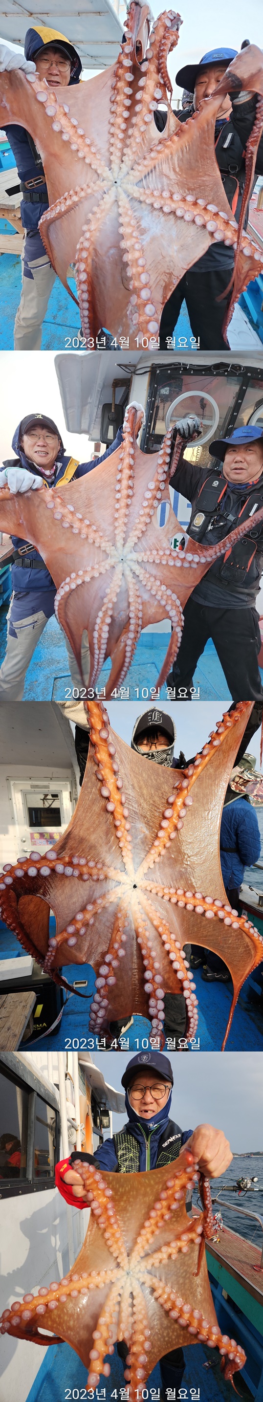 21인승 비너스호 대왕문어조황