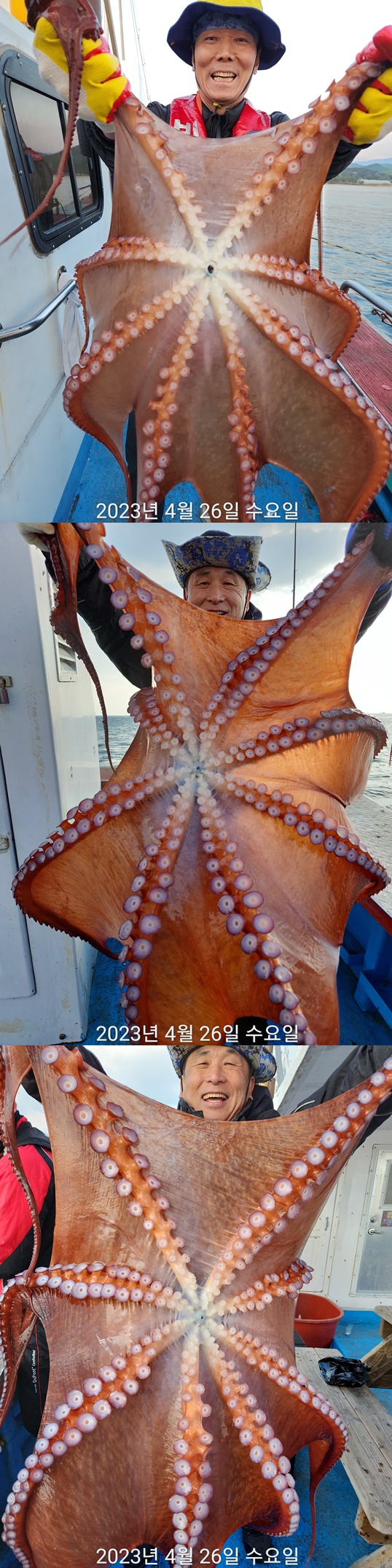 21인승 비너스호 대왕문어대박