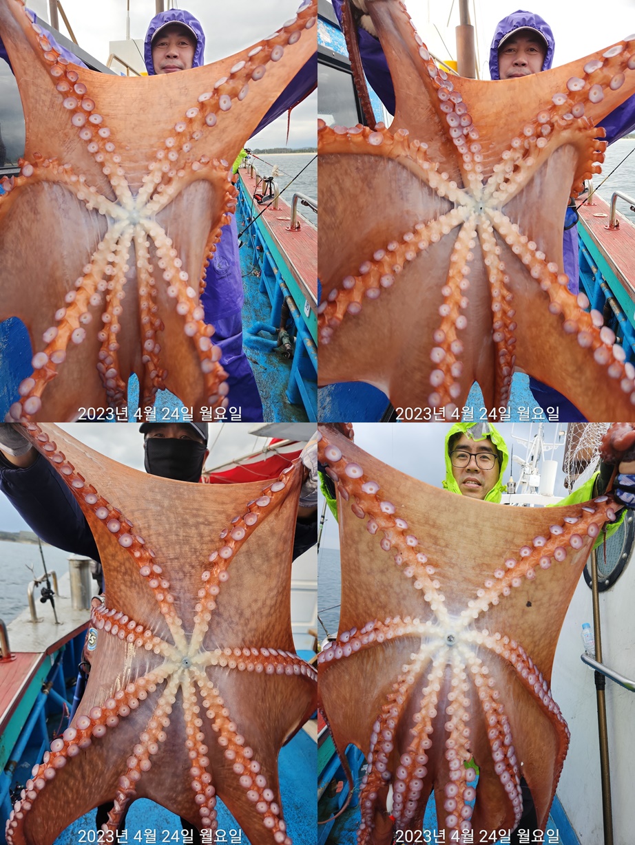 21인승 비너스호 대왕문어대박