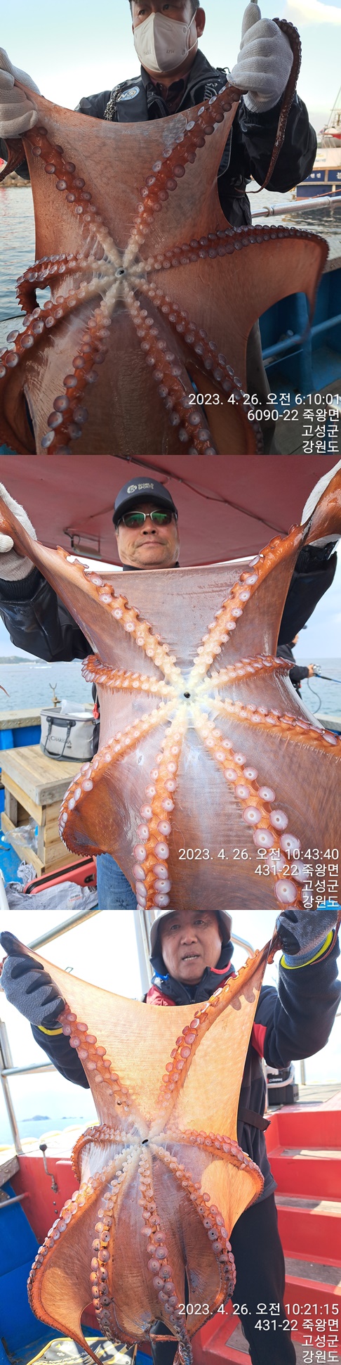 성복호 왕문어조황 구굿