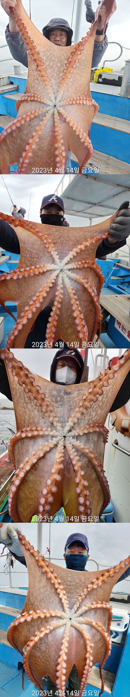 21인승 비너스호 대왕문어조황