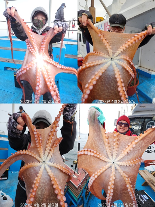 21인승 비너스호 왕문어조황 4/2