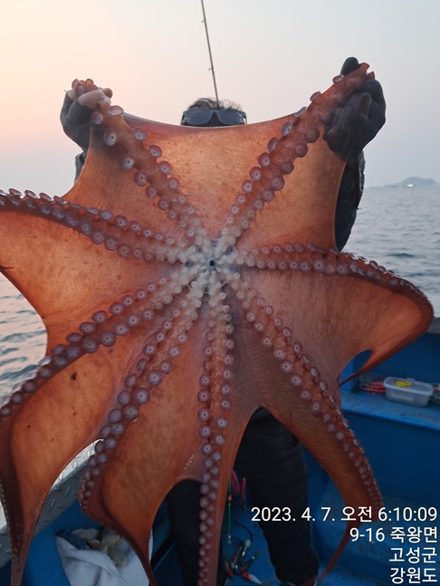 성복호 대왕문어조황