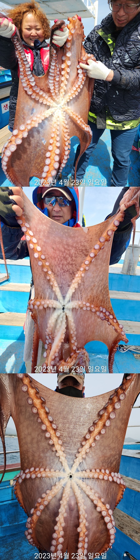 21인승 비너스호 대왕문어조황  4/23