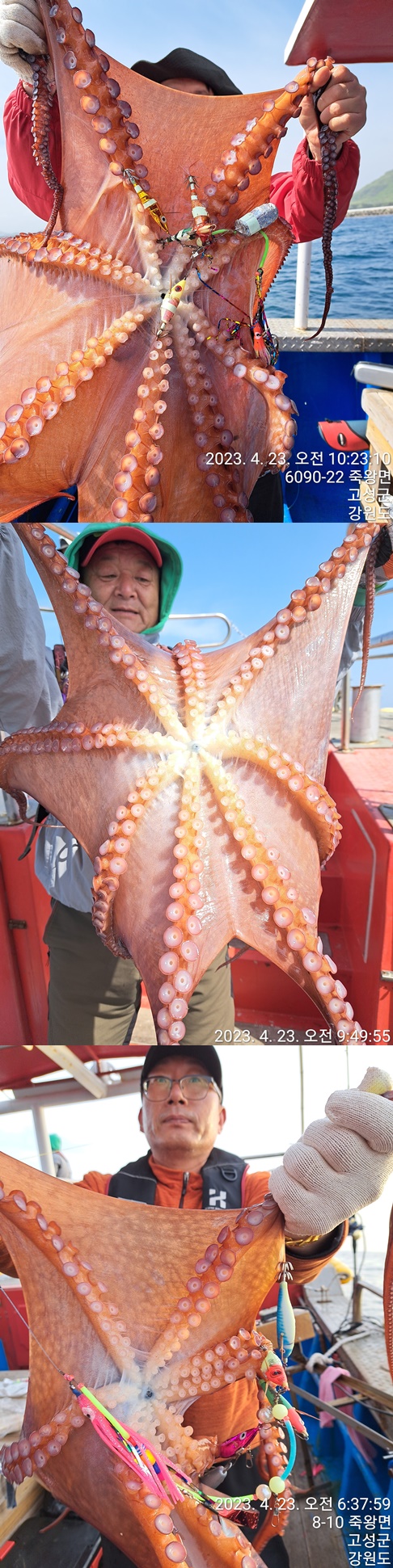 성복호 문어조황 4/23