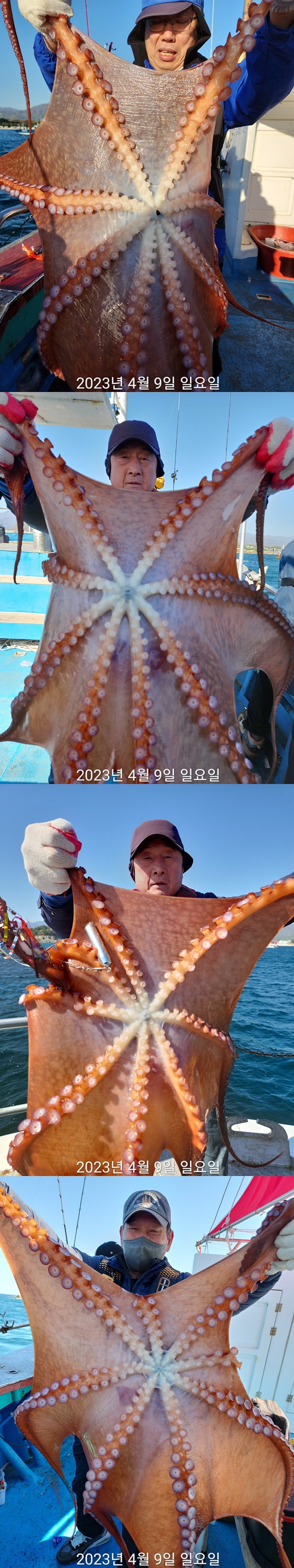 21인승 비너스호 대왕문어조황 4/9