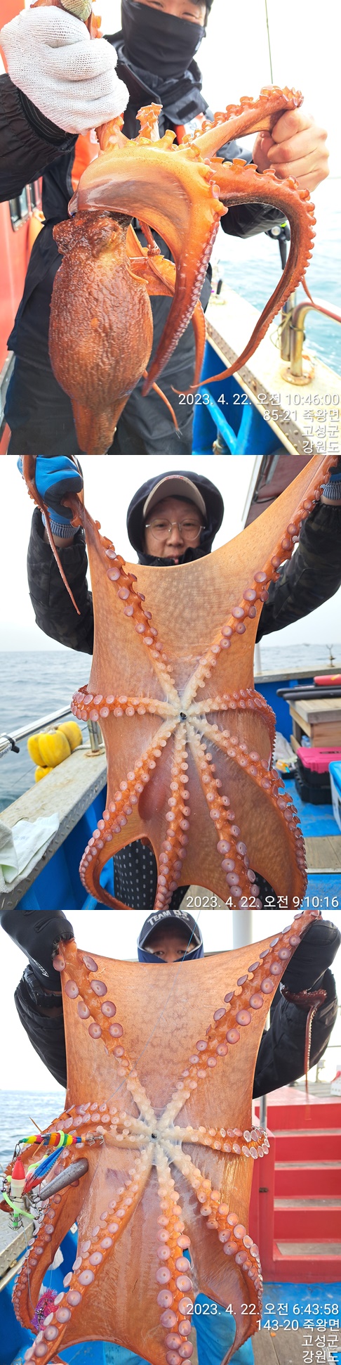 성복호 문어조황 4/22