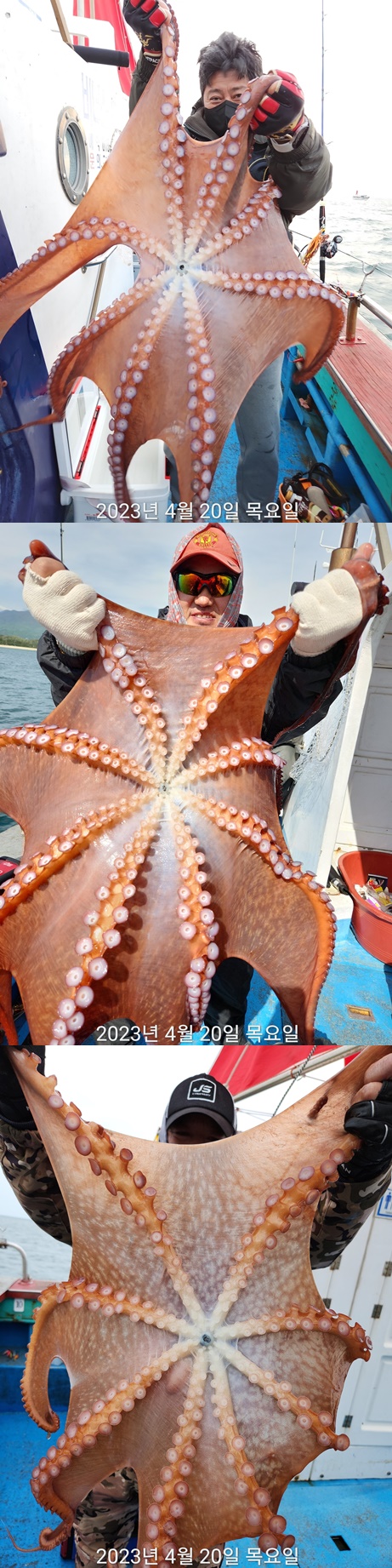 21인승 비너스호 문어조황