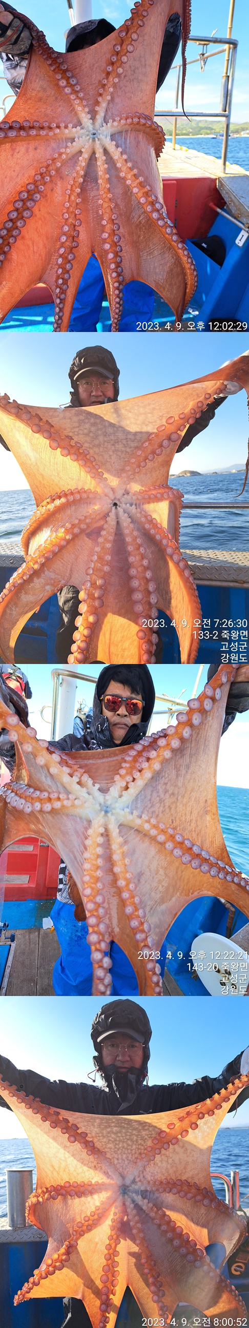 성복호 문어조황 4/9