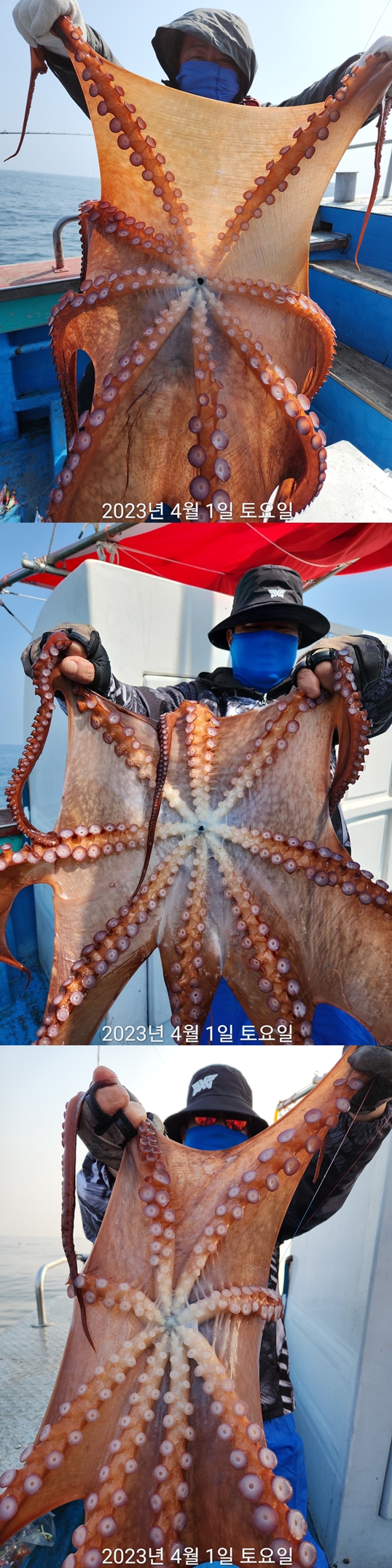 21인승 비너스호 대왕문어조황 4/1