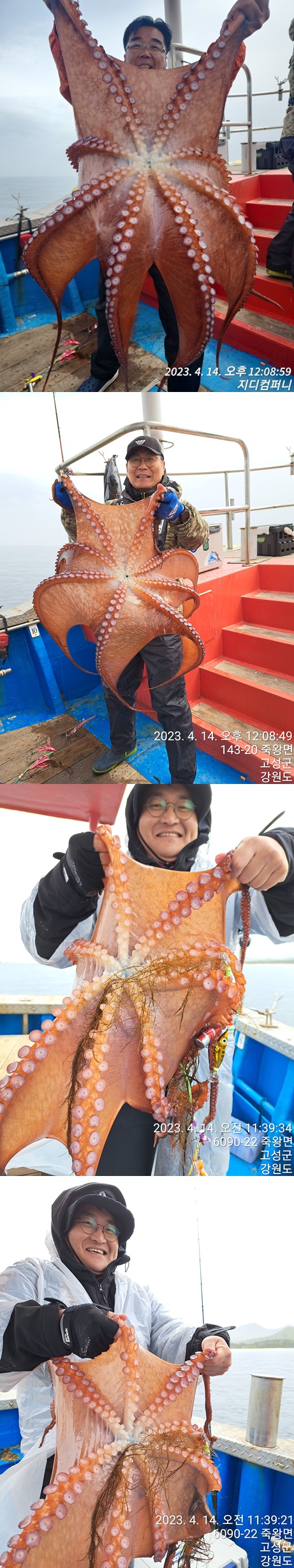 성복호 대왕문어조황