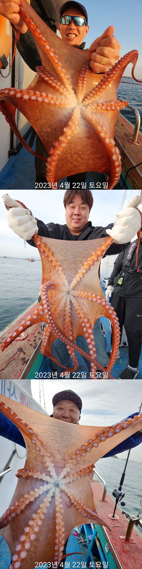 21인승 비너스호 문어조황 4/22