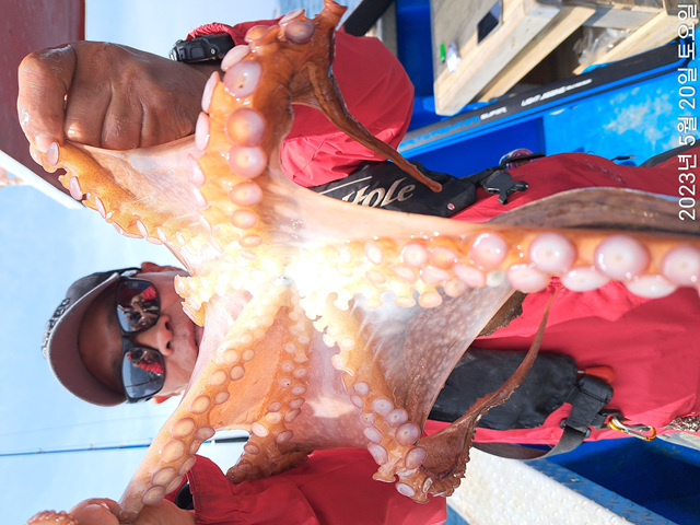 성복호 문어조황