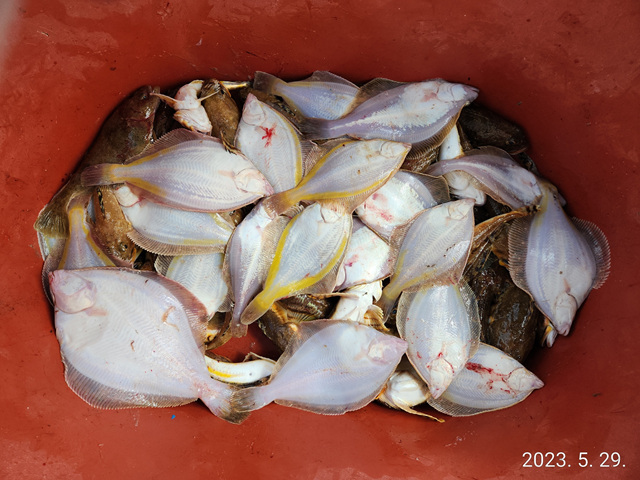 21인승 비너스호 참가자미조황  굿~