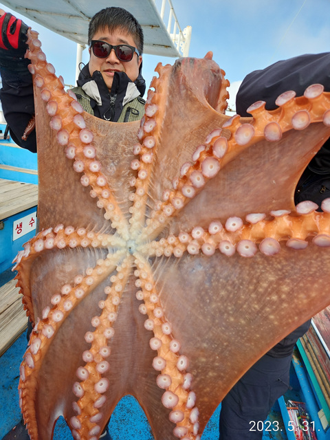 21인승비너스호 대왕문어조황