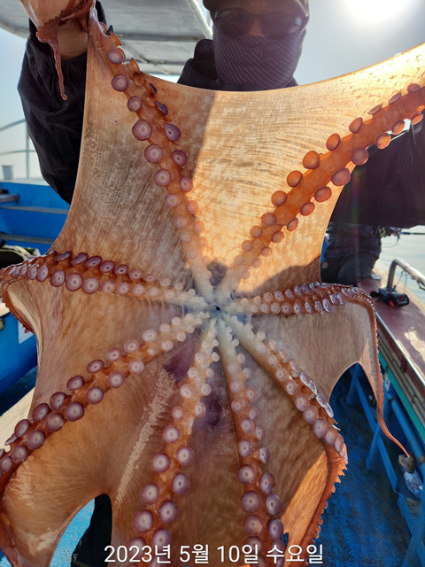 21인승 비너스호 대왕문어대박