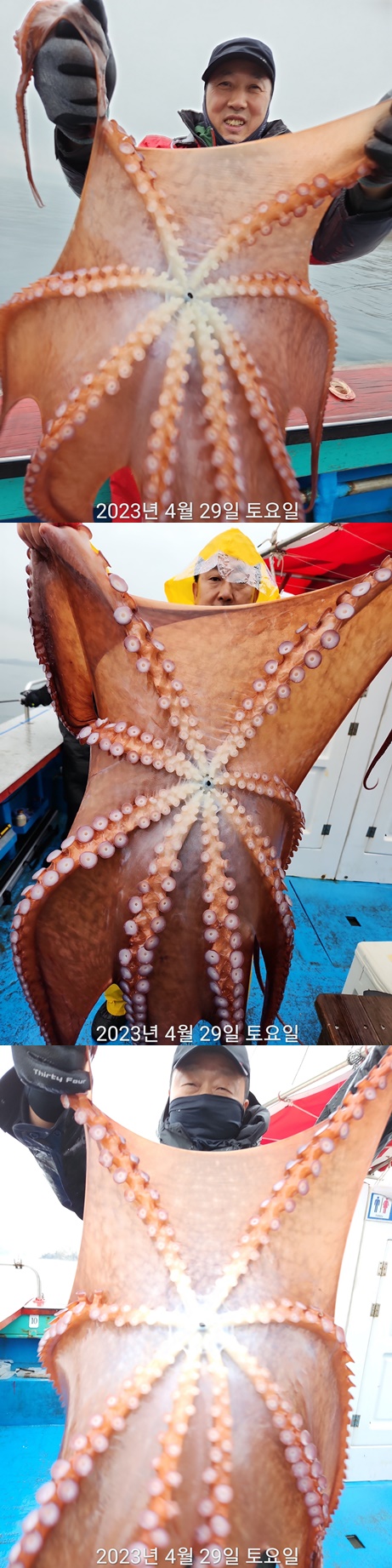 21인승비너스호 문어조황 4/29