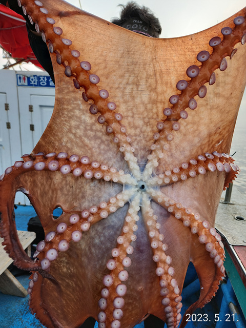 21인승비너스호 대왕문어조황