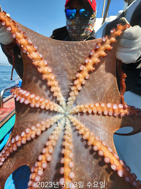 21인승 비너스호 문어조황