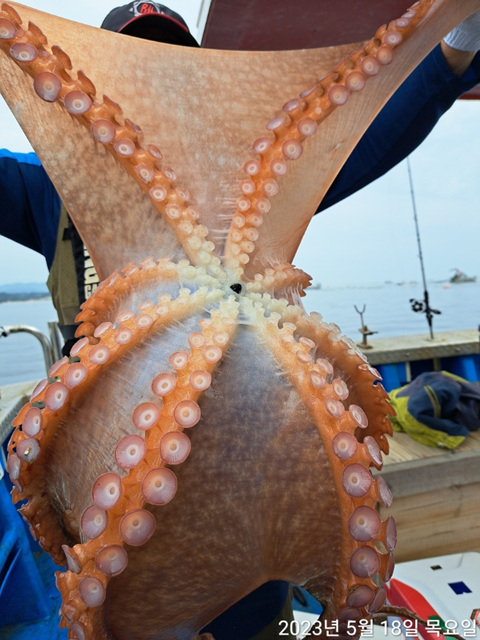 성복호 문어조황