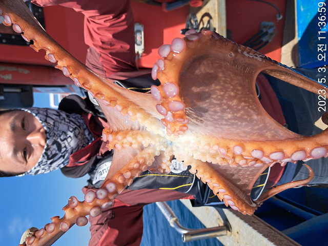 성복호 문어조황