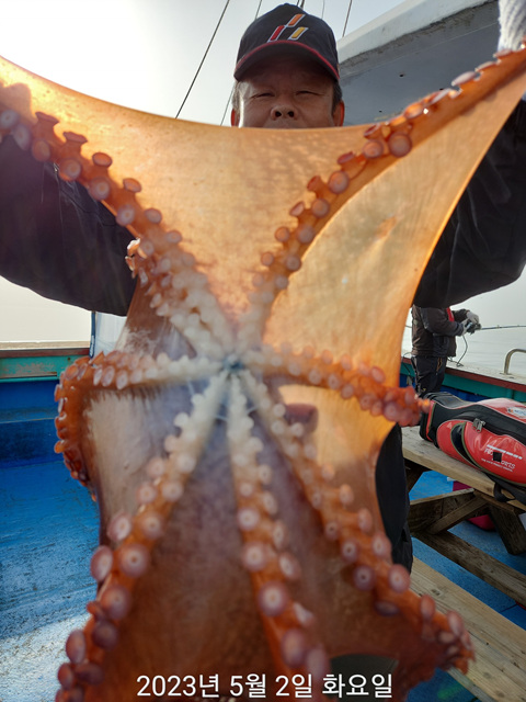 21인승 비너스호 왕문어조황