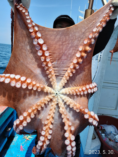 21인승비너스호 대왕문어조황