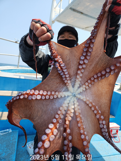 21인승비너스호 대왕문어대박