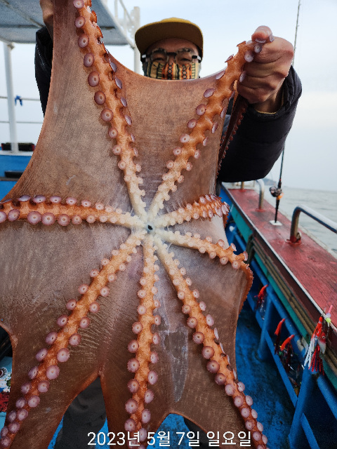 21인승비너스호문어조황