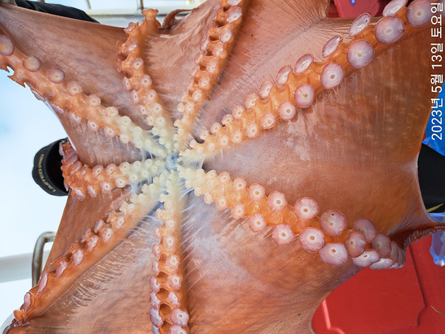 성복호 왕문어대박 5/13