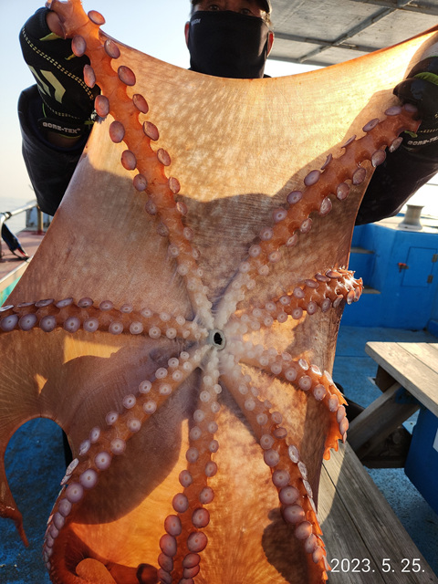 21인승비너스호 문어조황