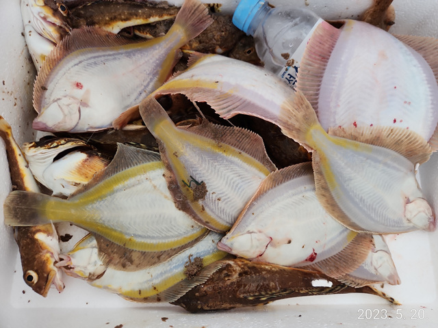 21인승 비너스호 참가자미대박  5/20