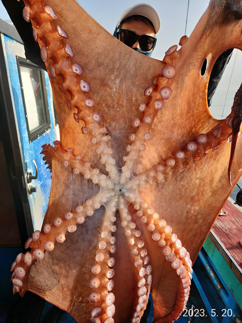 21인승비너스호 문어조황