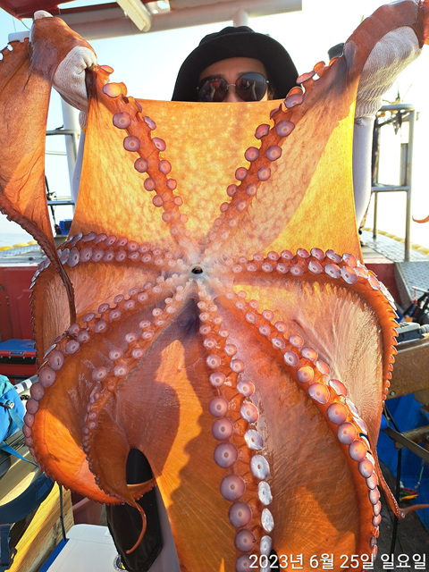 성복호 문어조황 6/25