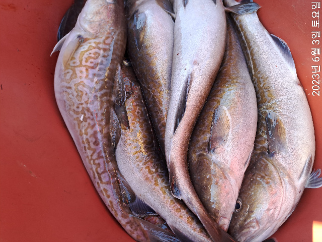 성복호 왕대구 조황