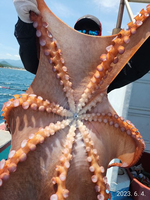 21인승비너스호 문어조황 6/4