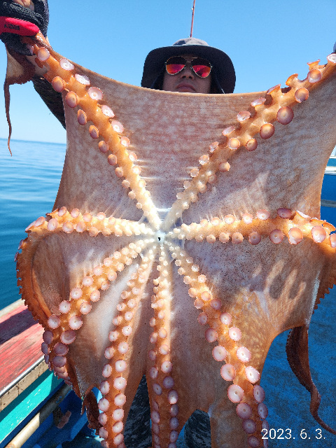 21인승비너스호문어조황