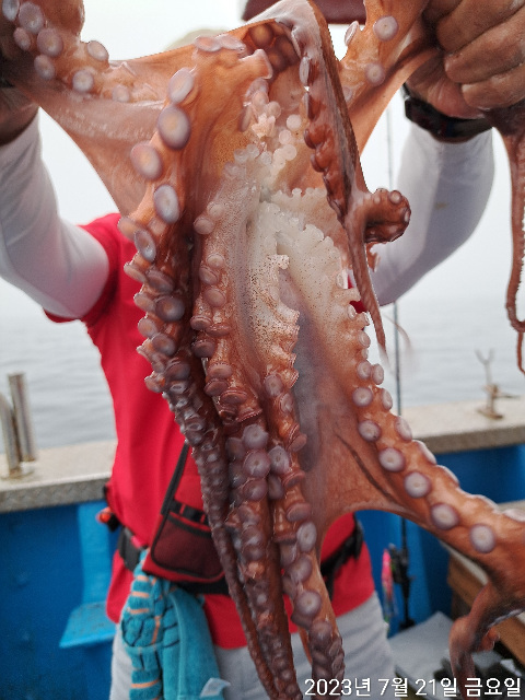성복호 문어 대박 7/21