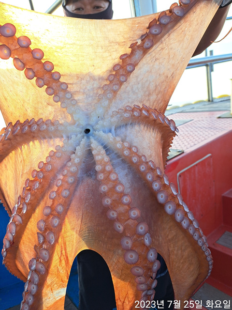 성복호  문어조황