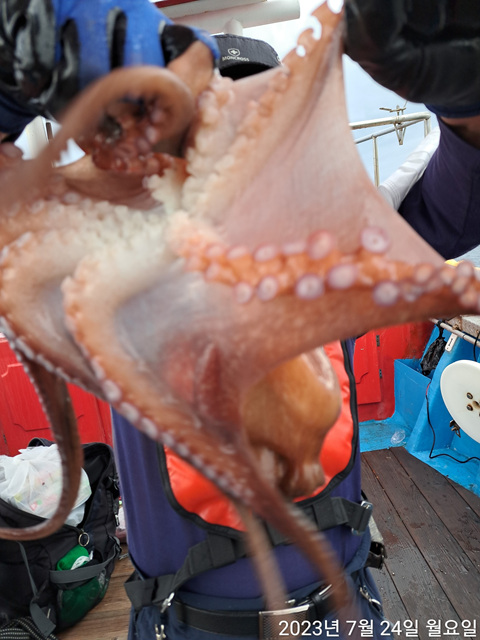 21인승 비너스호 문어대박