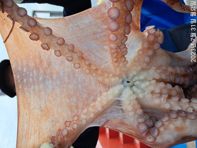 성복호 왕문어조황