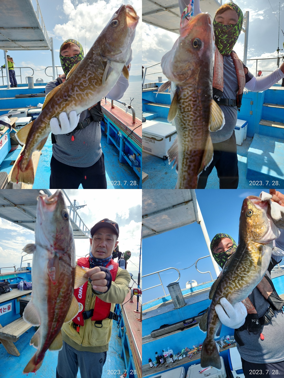 21인승 비너스호  오후 왕대구쿨러대박 ( 3시간조황)