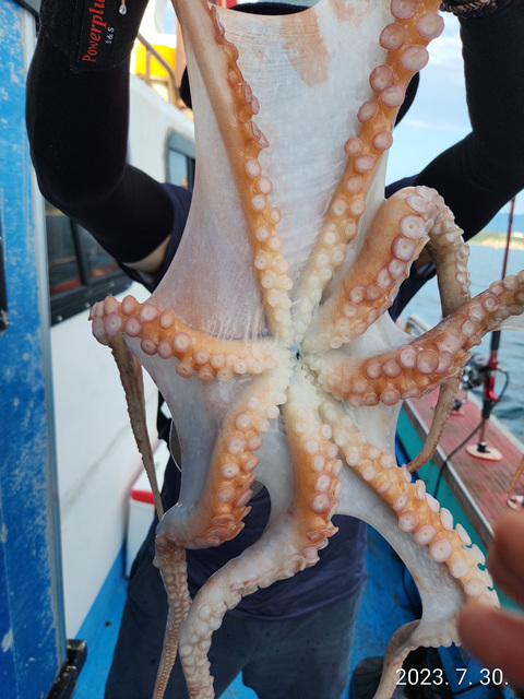 21인승 비너스호 문어조황