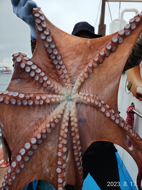 21인승비너스호 대왕문어조황