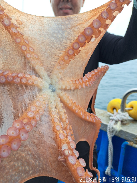 성복호 왕문어조황  8/14