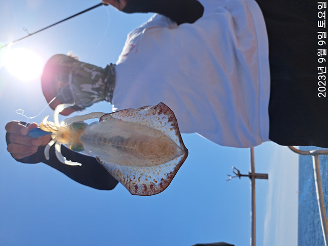 성복호 무늬 오징어 조황 9/9