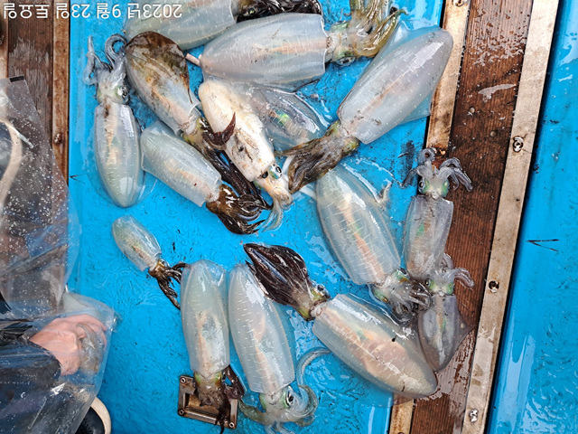 성복호 무늬오징어 조황  9/23